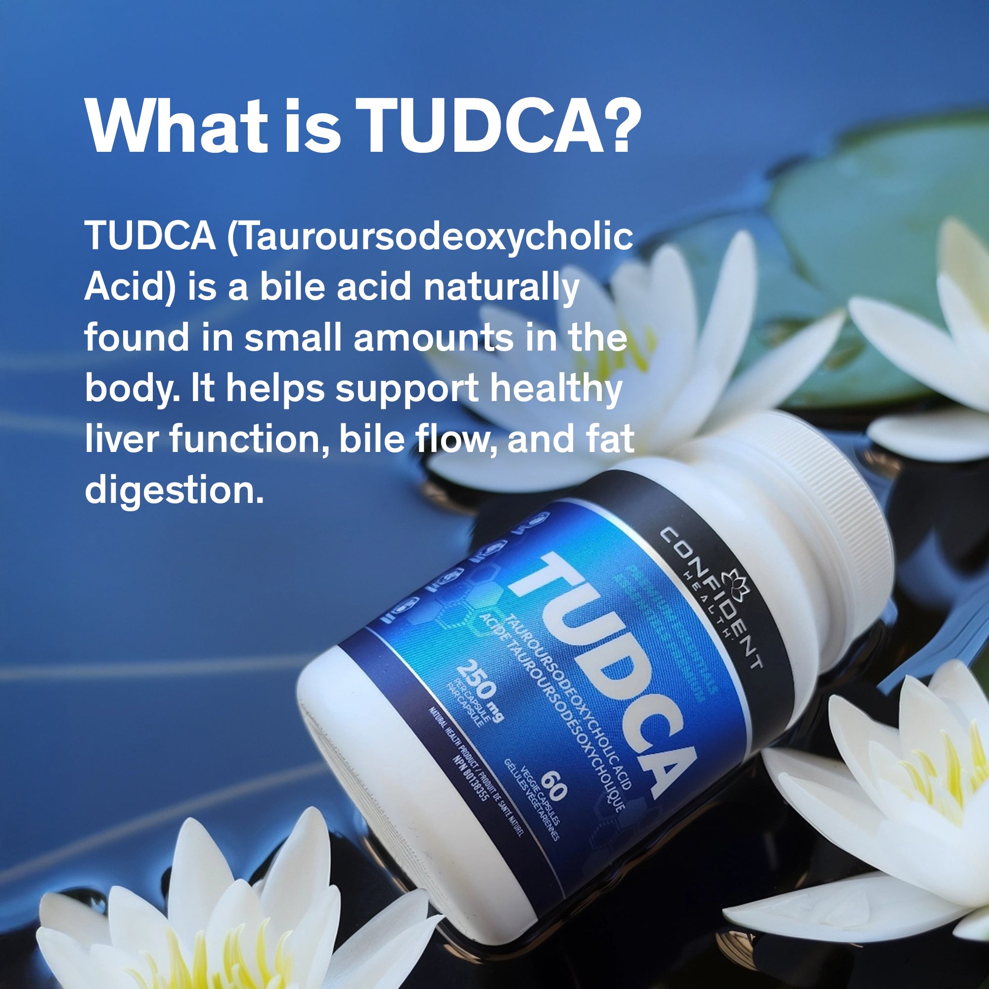TUDCA